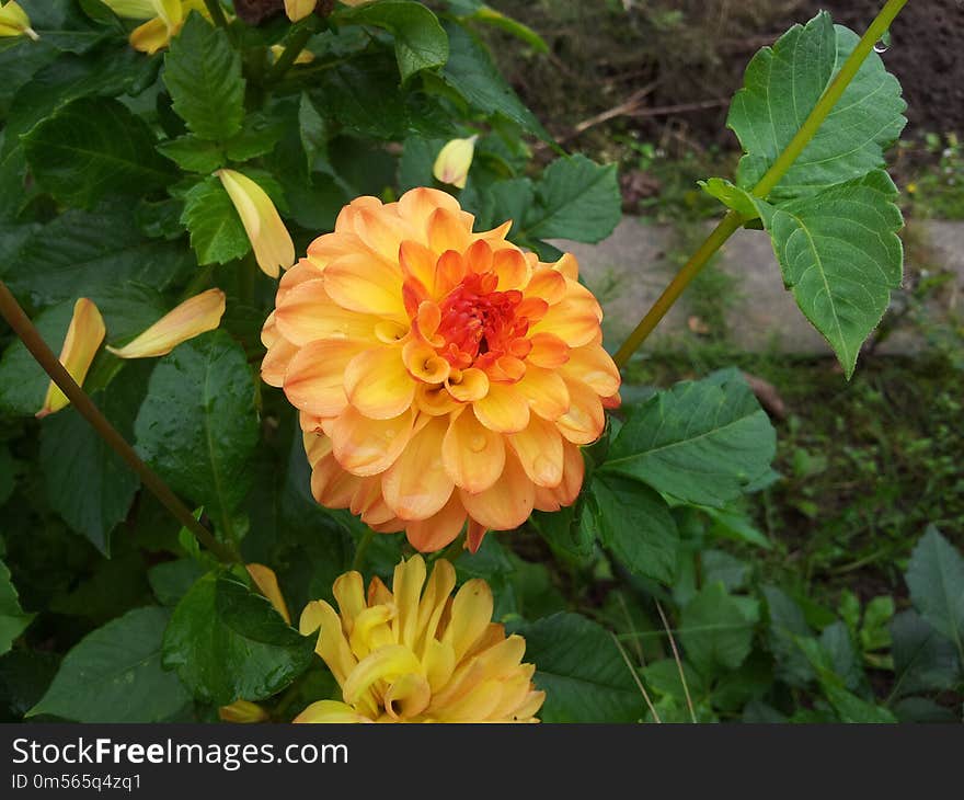 Flower, Plant, Flowering Plant, Daisy Family