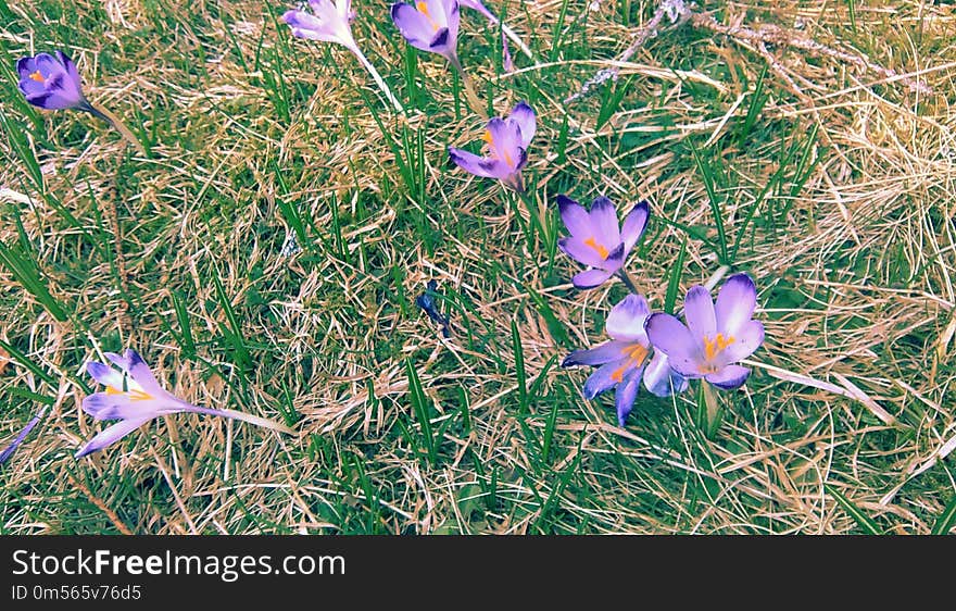 Flower, Plant, Flora, Crocus