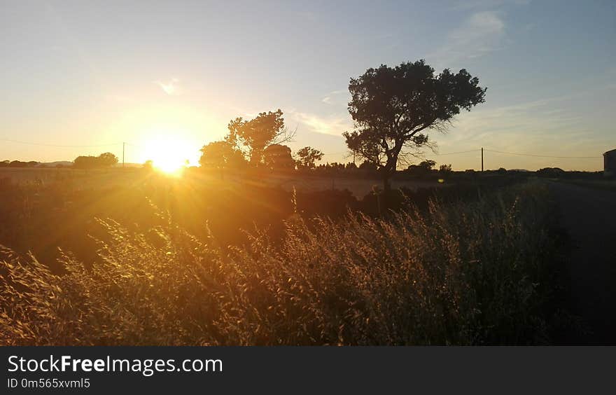 Sky, Field, Sun, Sunrise