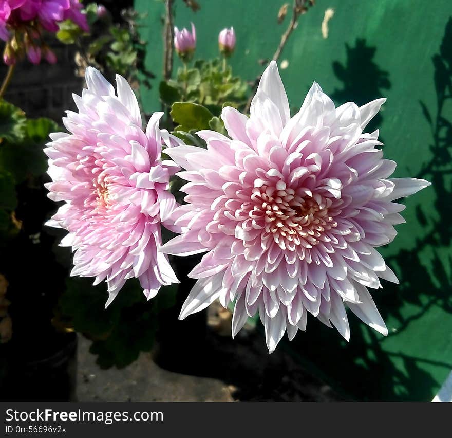 Flower, Plant, Flowering Plant, Chrysanths