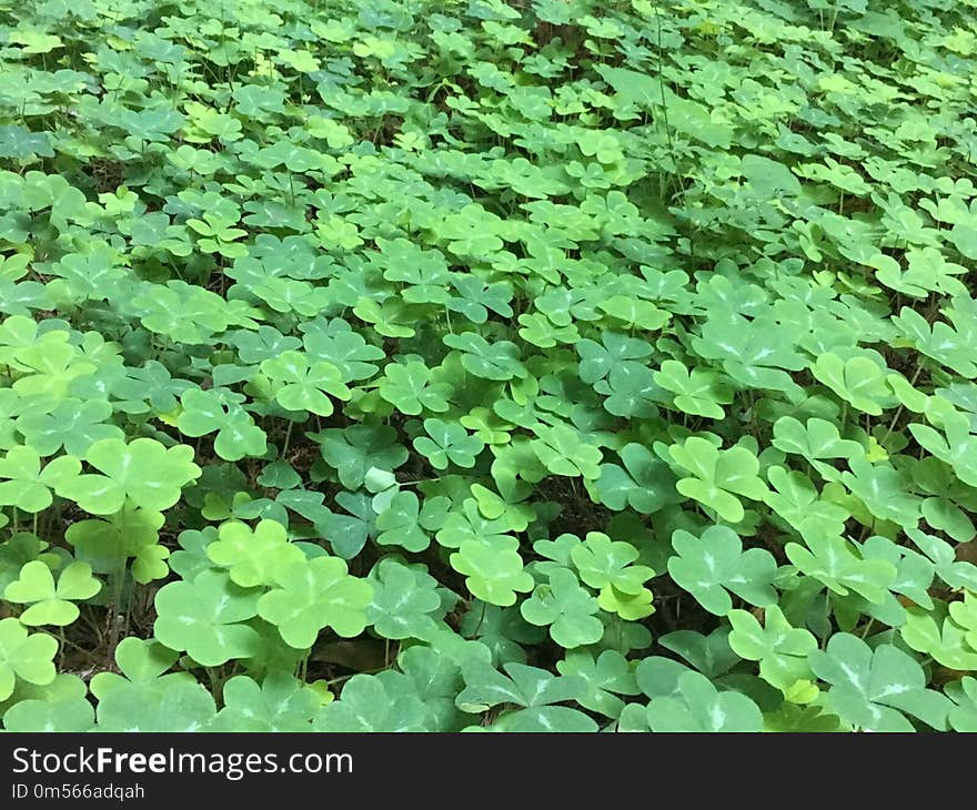 Plant, Leaf, Grass, Shamrock