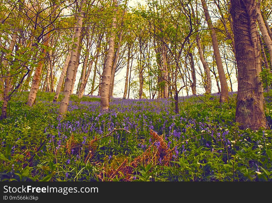 Woodland, Nature, Ecosystem, Flora