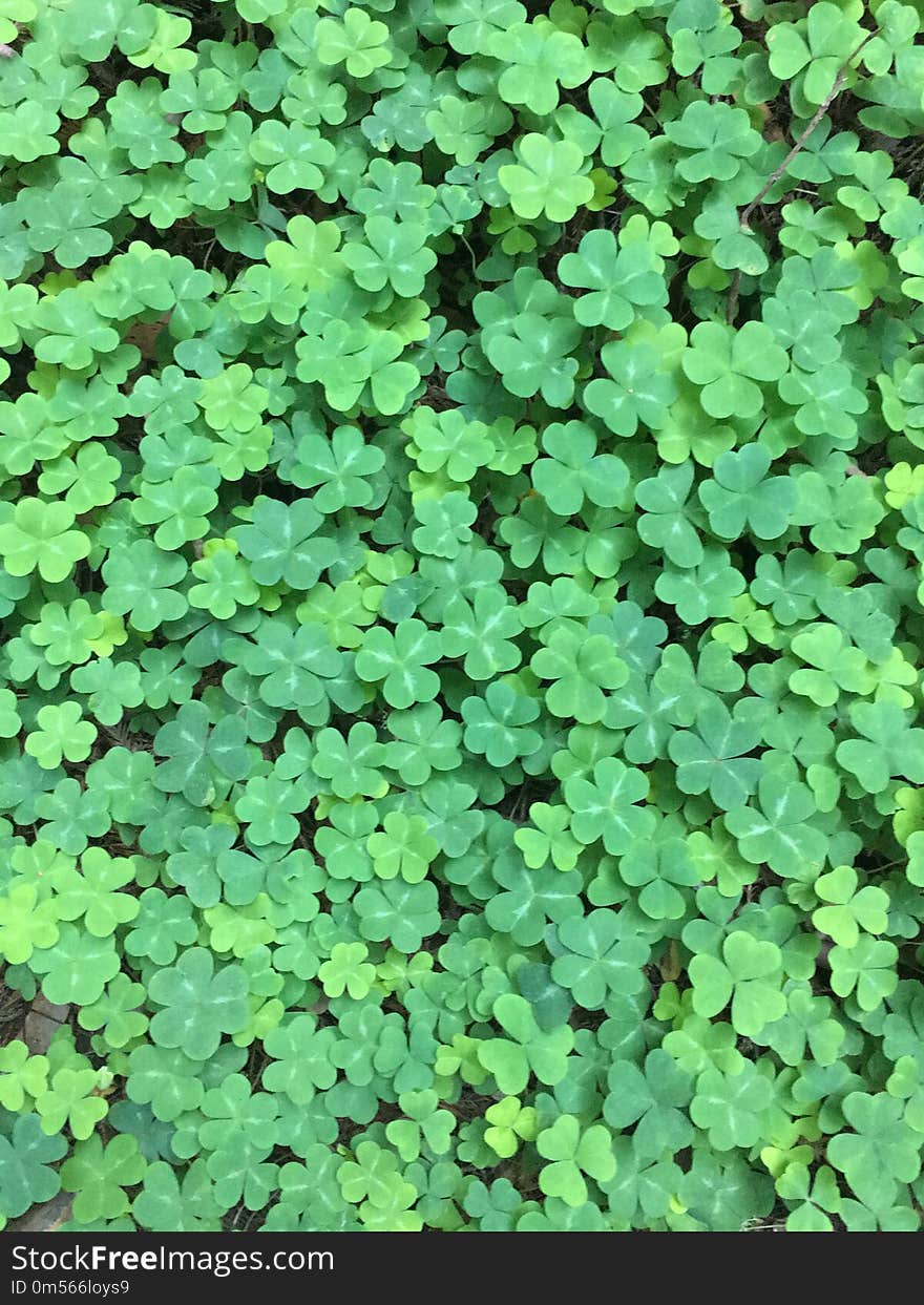 Plant, Shamrock, Leaf, Grass