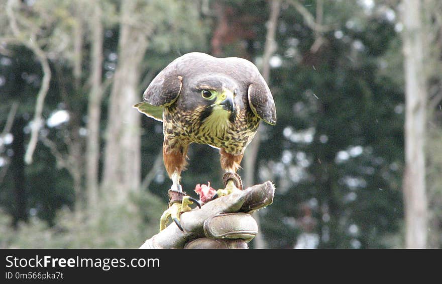 Fauna, Beak, Bird, Bird Of Prey