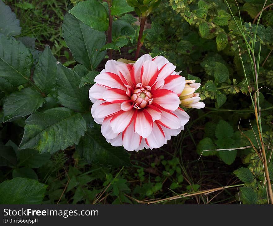 Flower, Plant, Flora, Flowering Plant