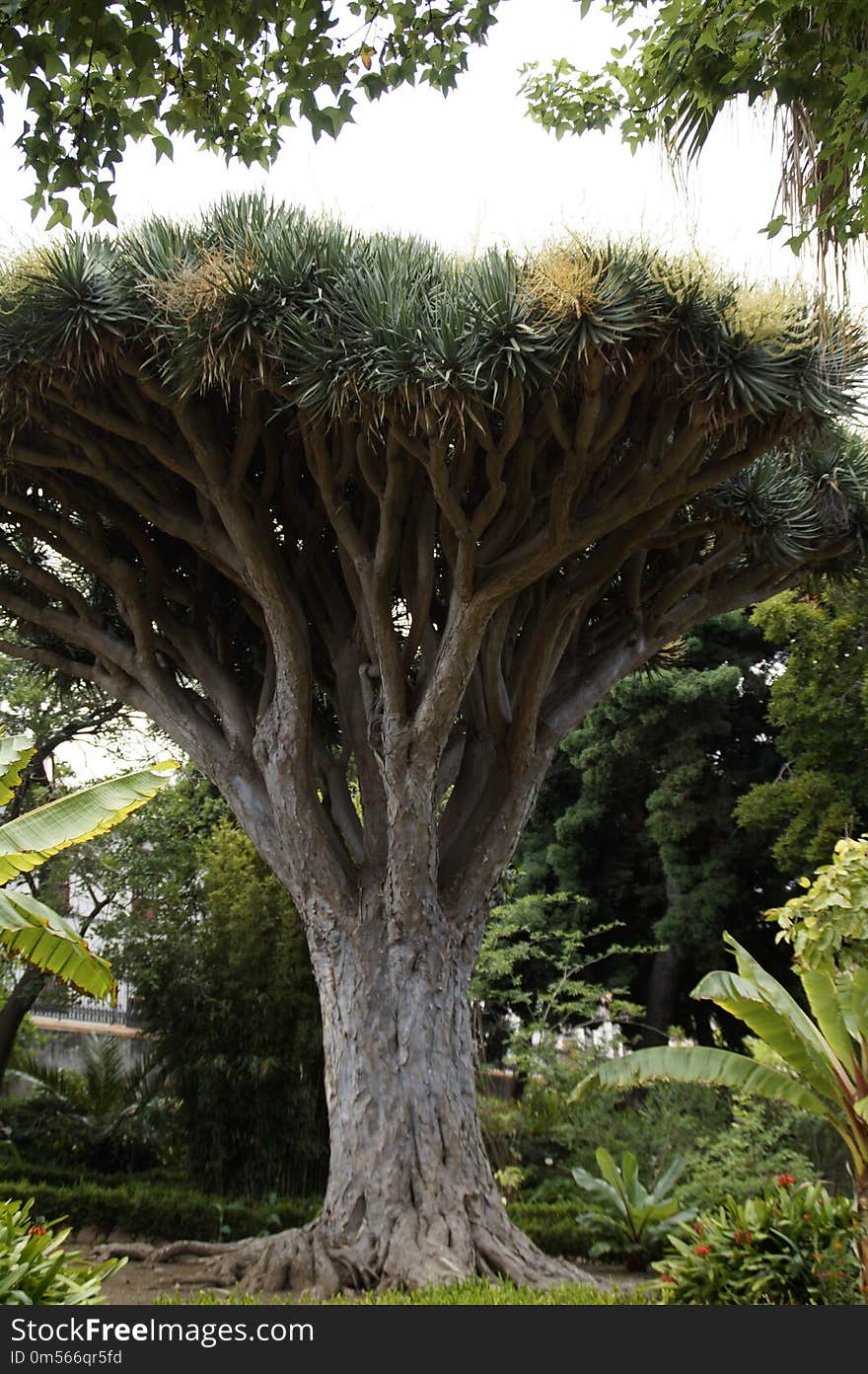 Tree, Plant, Woody Plant, Vegetation