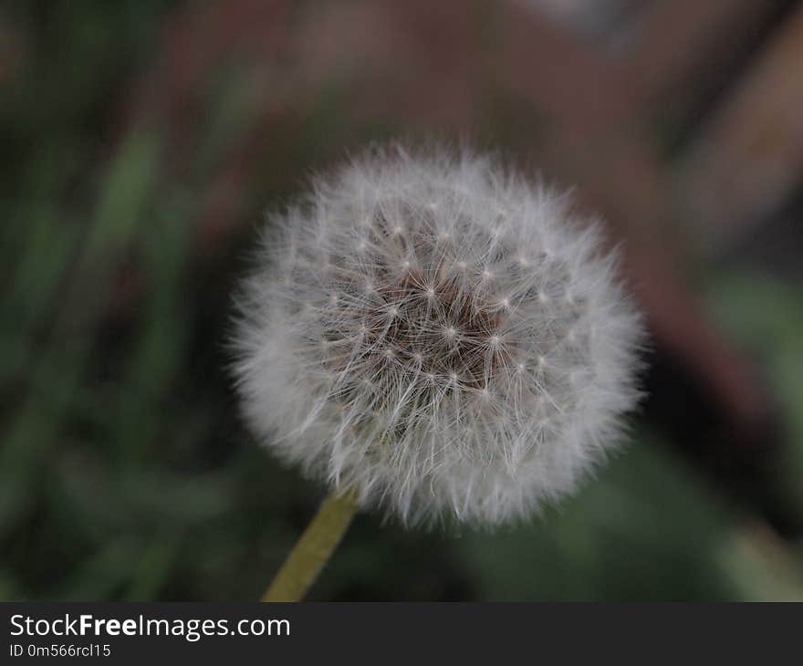 Flower, Dandelion, Flora, Plant