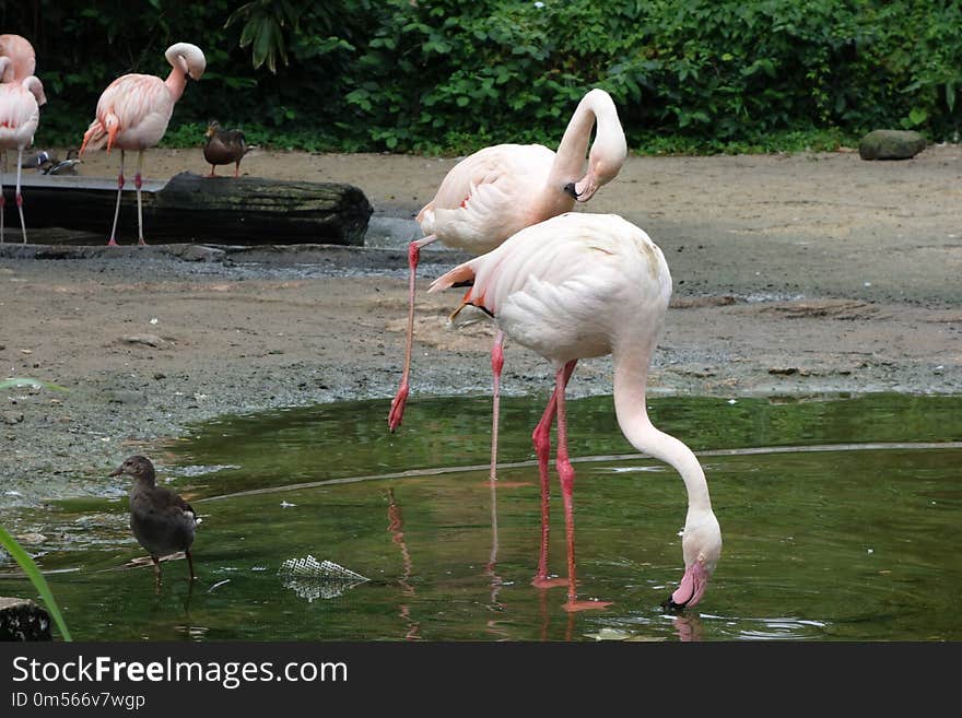 Flamingo, Water Bird, Bird, Fauna