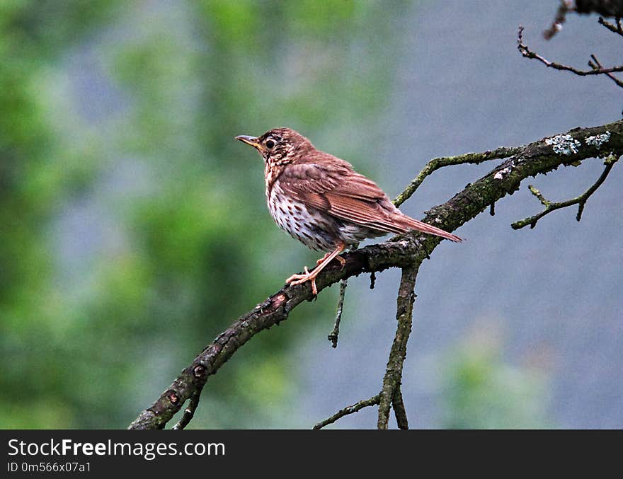 Bird, Fauna, Ecosystem, Beak