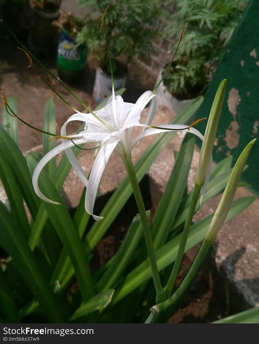 Plant, Flower, Hymenocallis Littoralis, Flora