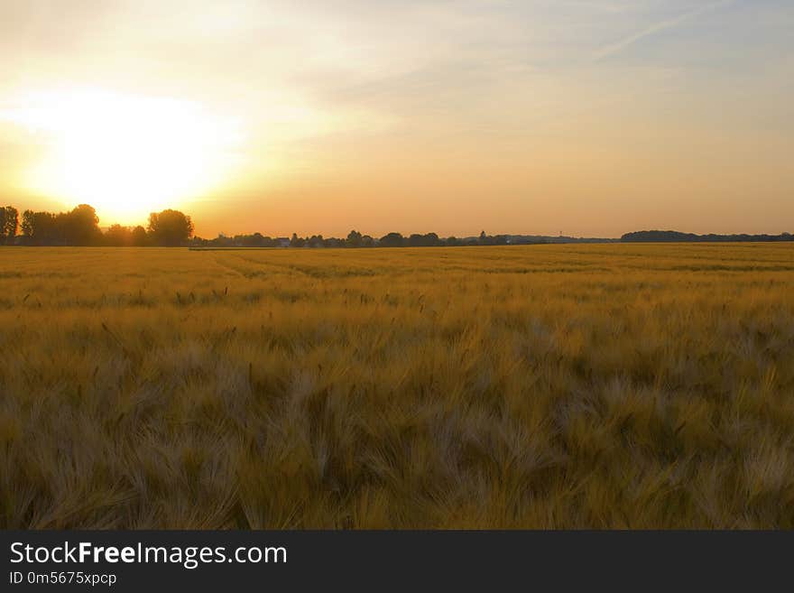 Field, Ecosystem, Grassland, Plain