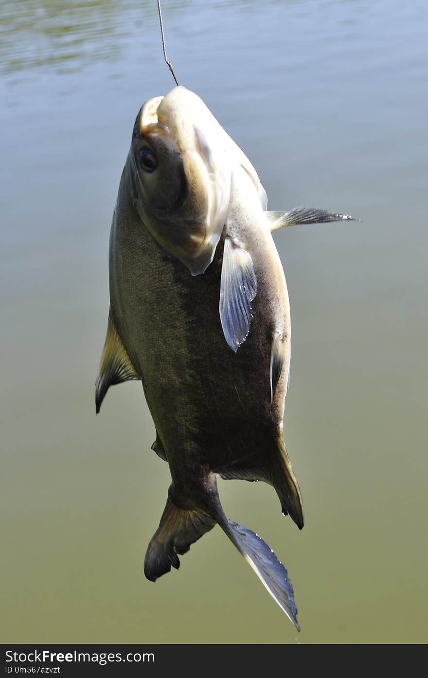 Fauna, Water, Fish, Carp