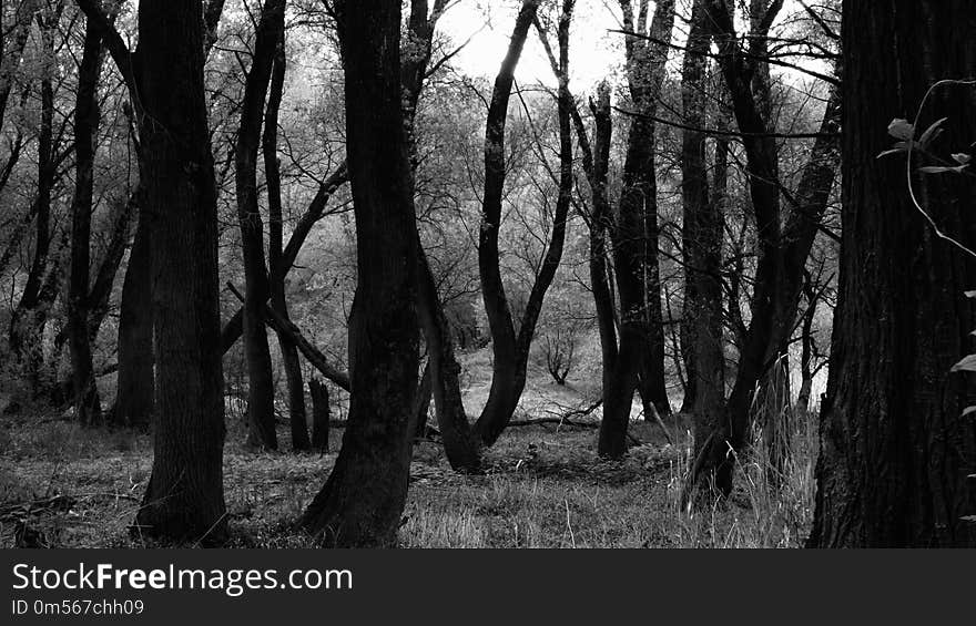 Woodland, Forest, Tree, Black And White