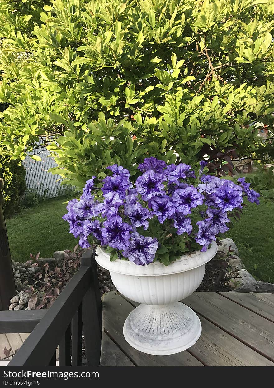 Plant, Flower, Purple, Flowerpot