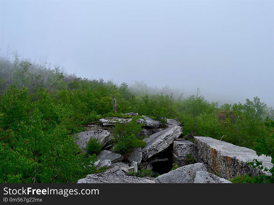 Vegetation, Wilderness, Tree, Sky