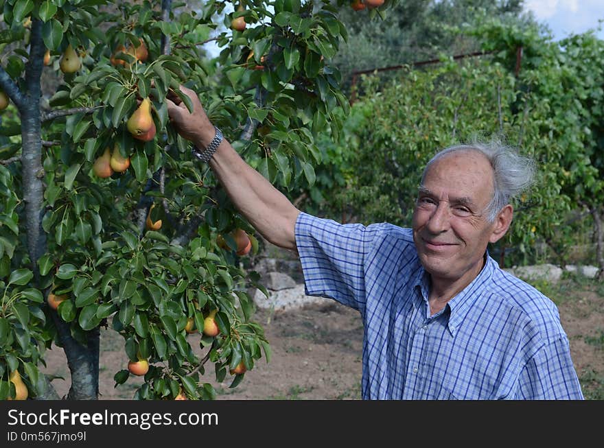 Tree, Plant, Agriculture, Fruit Tree