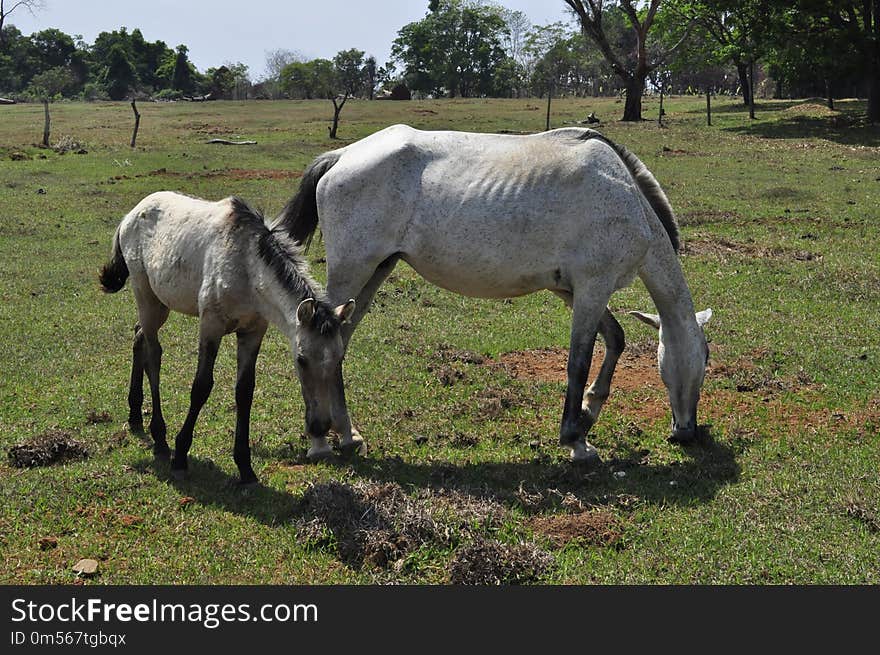 Pasture, Horse, Mare, Horse Like Mammal