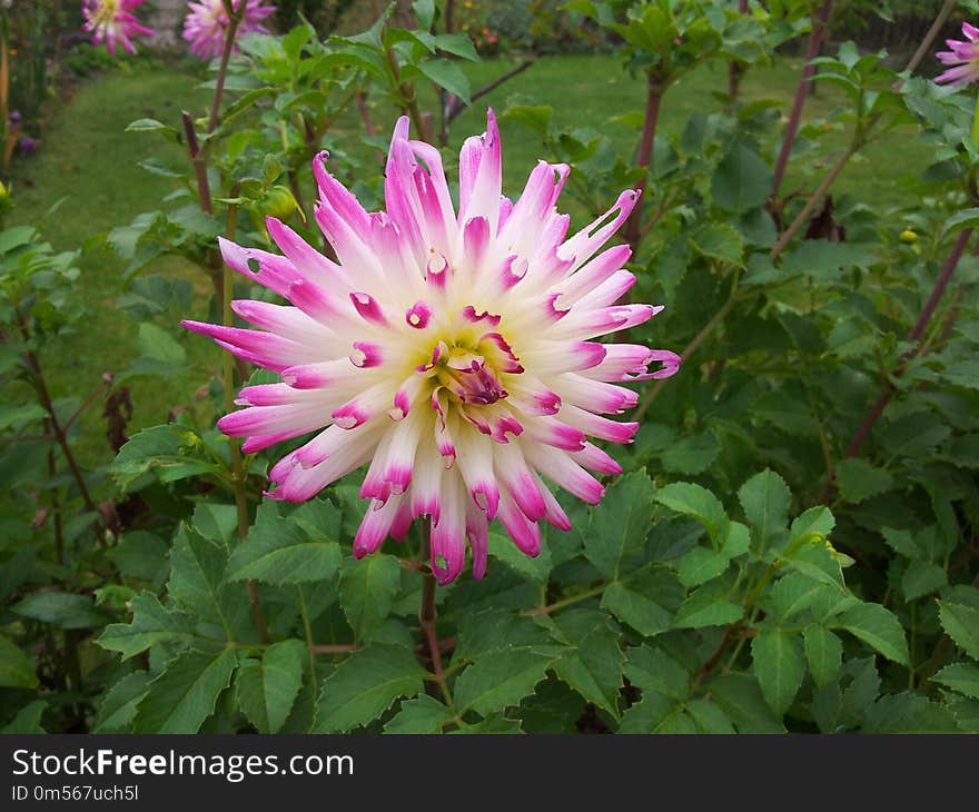 Flower, Plant, Flora, Dahlia