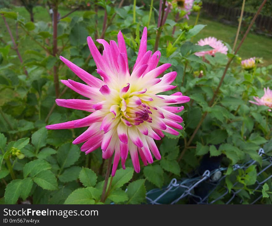 Flower, Plant, Flora, Flowering Plant