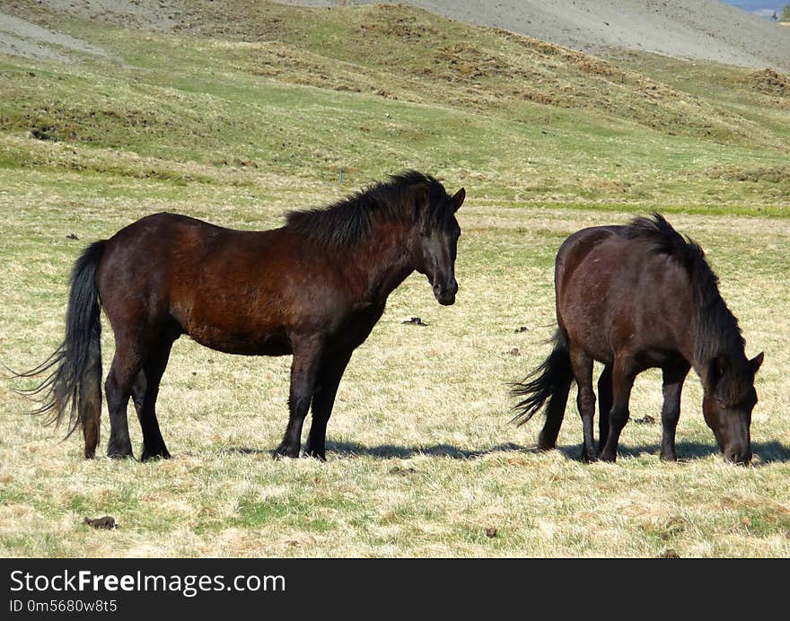 Horse, Mare, Horse Like Mammal, Pasture