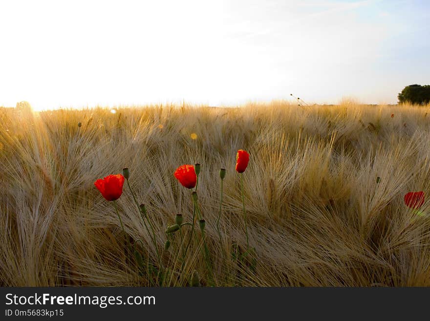 Ecosystem, Field, Sky, Flower