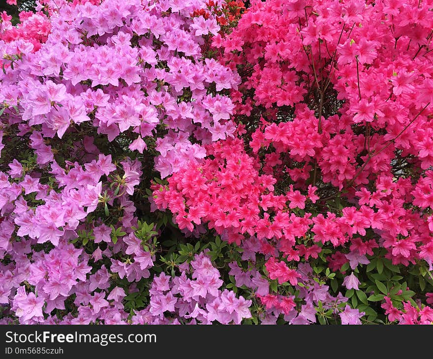 Flower, Plant, Pink, Flowering Plant