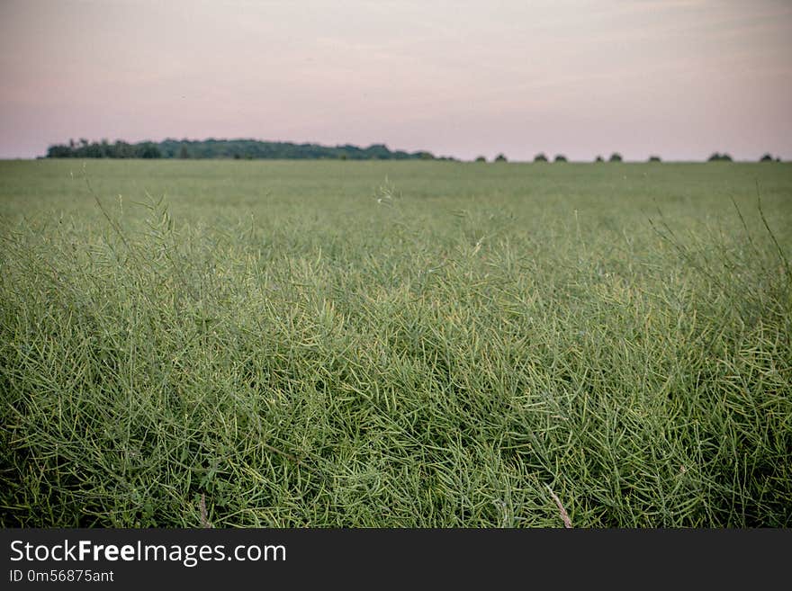 Grassland, Ecosystem, Prairie, Field