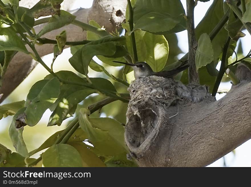 Fauna, Bird, Beak, Branch