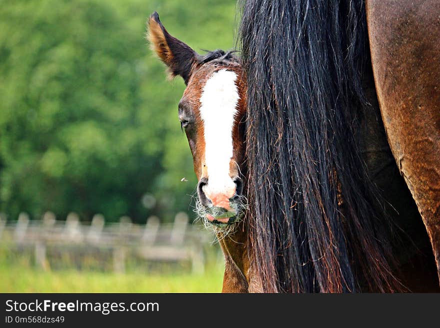 Horse, Halter, Horse Like Mammal, Mane