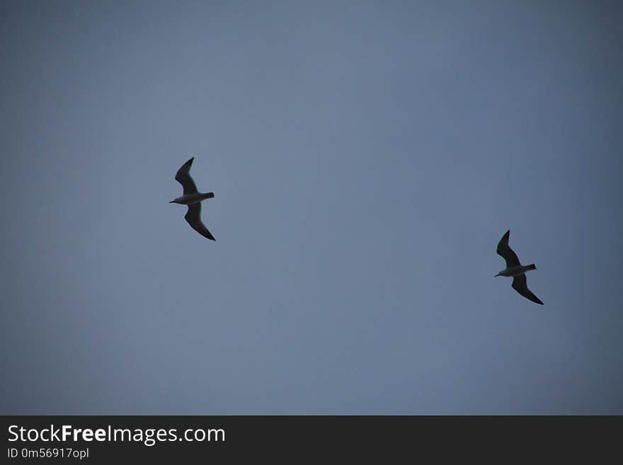 Sky, Bird, Flock, Bird Migration