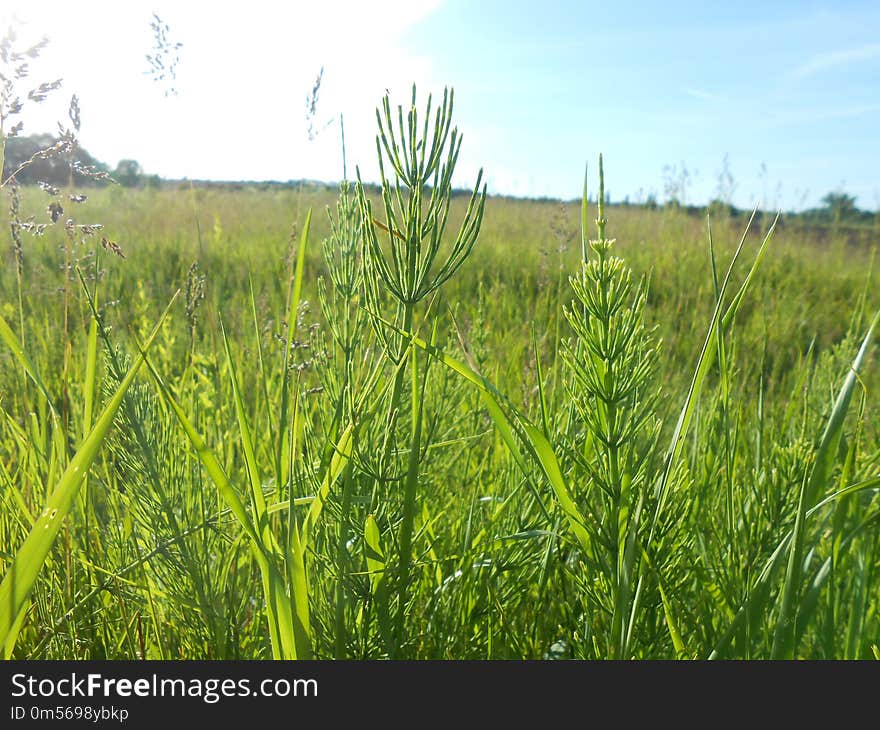 Ecosystem, Grassland, Grass, Crop