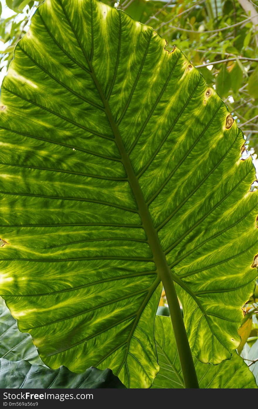 Leaf, Plant, Vegetation, Biome