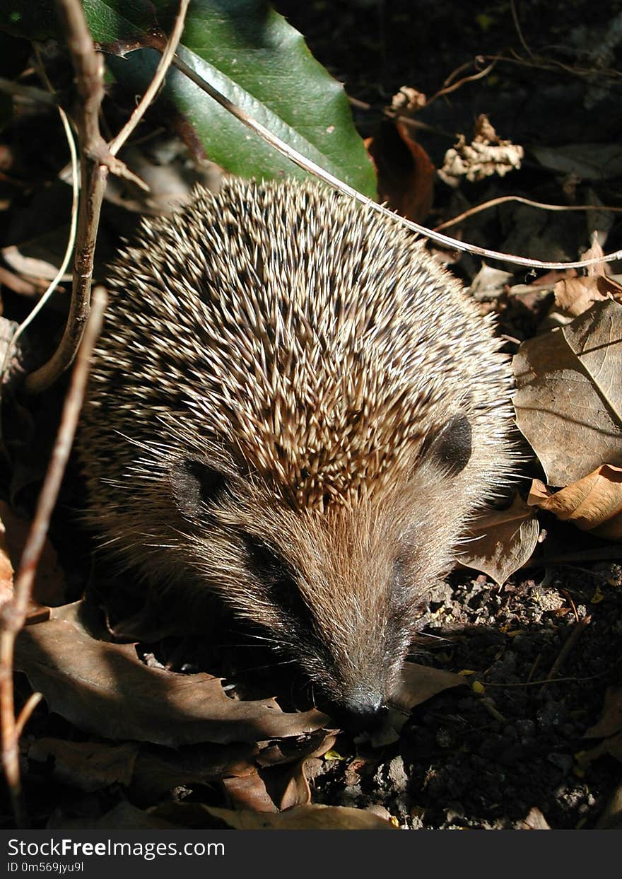 Hedgehog, Domesticated Hedgehog, Monotreme, Erinaceidae