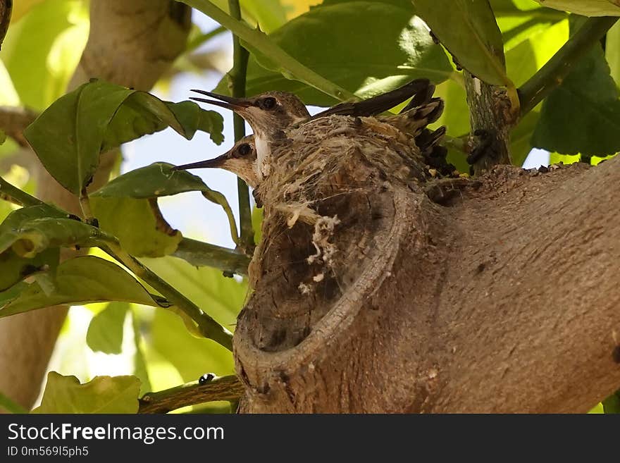 Fauna, Leaf, Tree, Beak