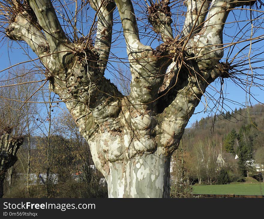 Tree, Woody Plant, Plant, Branch