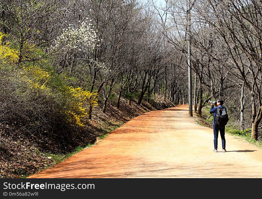 Path, Tree, Trail, Plant