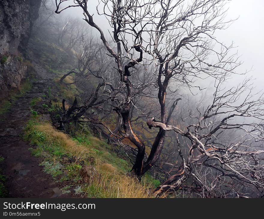 Tree, Vegetation, Woody Plant, Branch