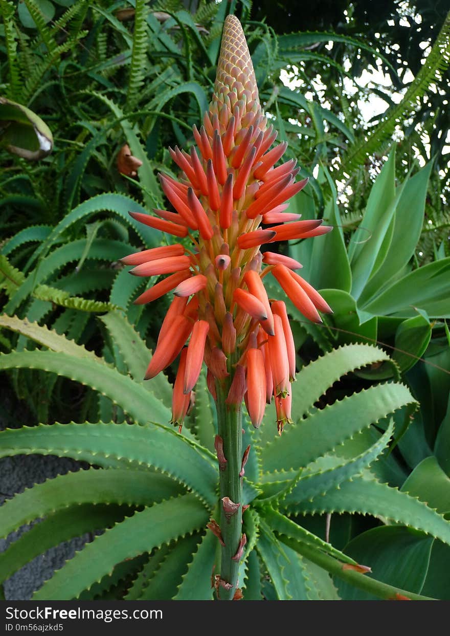 Plant, Flora, Vegetation, Xanthorrhoeaceae