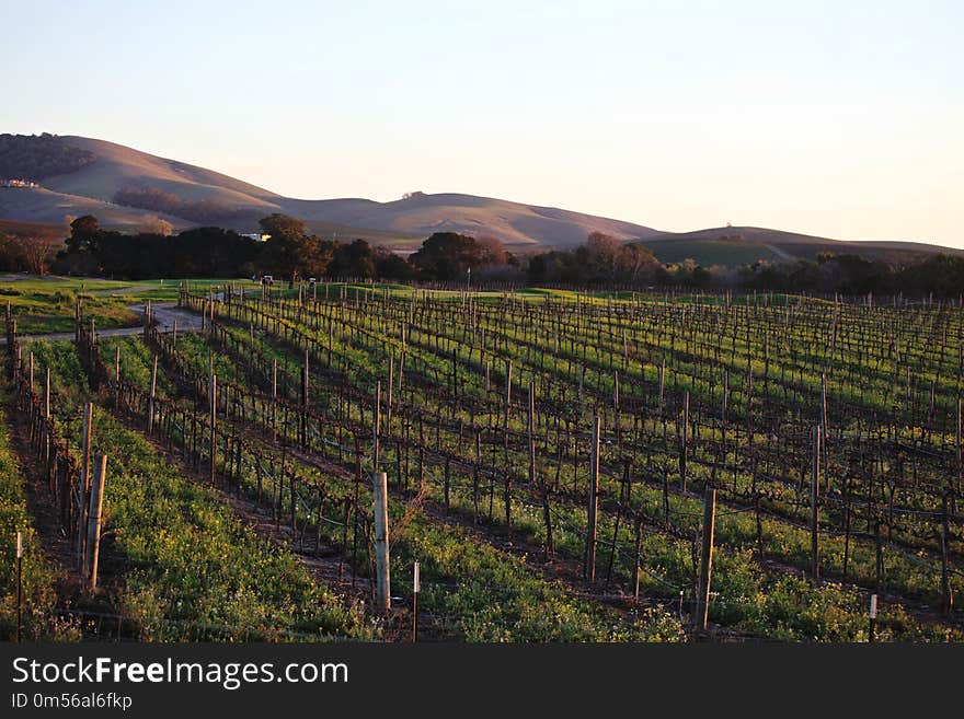 Agriculture, Vineyard, Sky, Farm