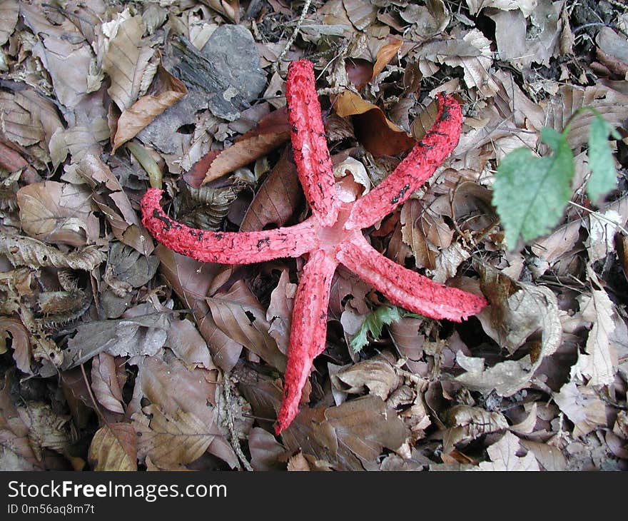 Starfish, Leaf, Echinoderm, Organism