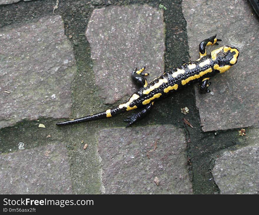 Salamandra, Reptile, Amphibian, Salamander