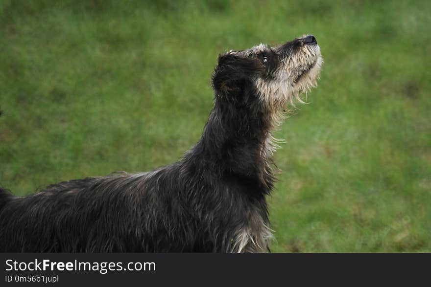 Dog Breed, Dog Like Mammal, Dog, Grass