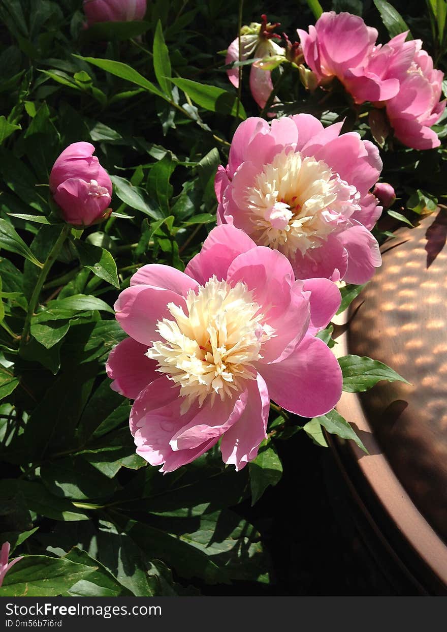 Flower, Plant, Flowering Plant, Peony