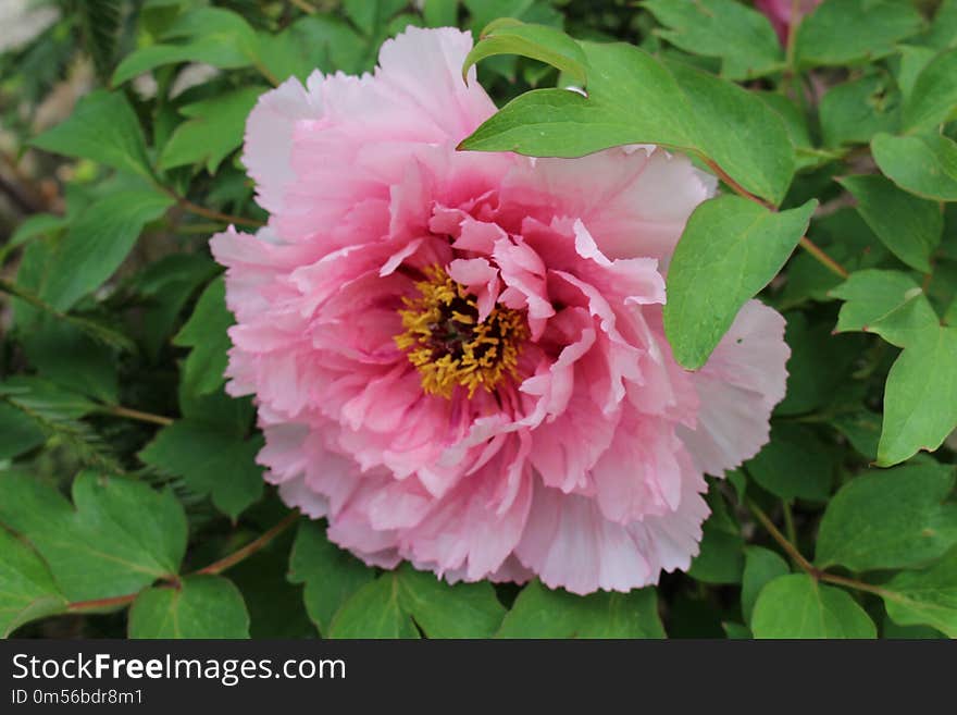 Flower, Peony, Plant, Flowering Plant