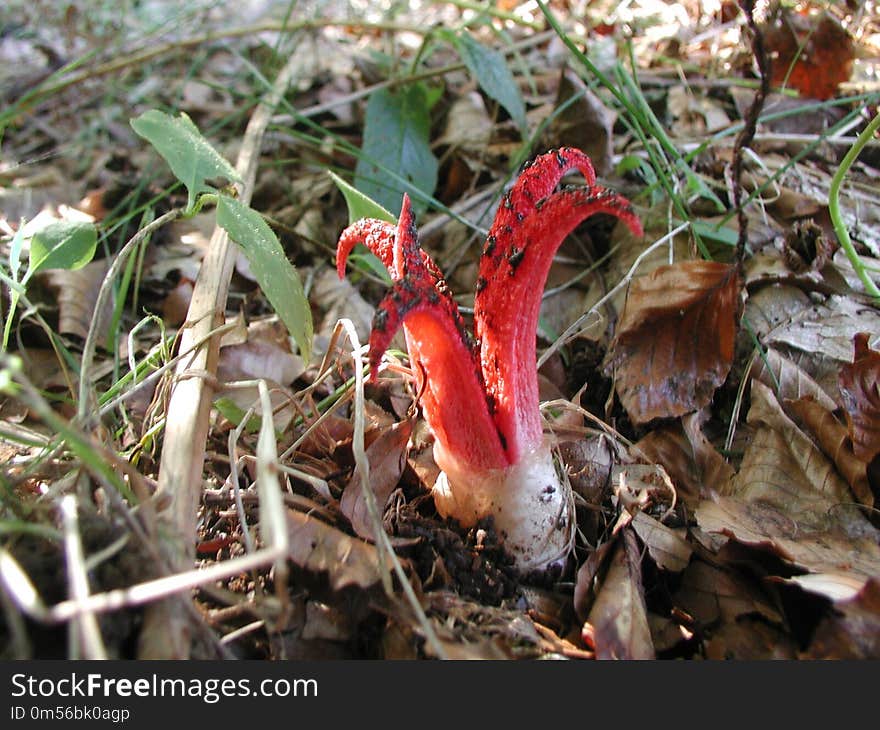 Fungus, Flora, Mushroom, Agaricomycetes