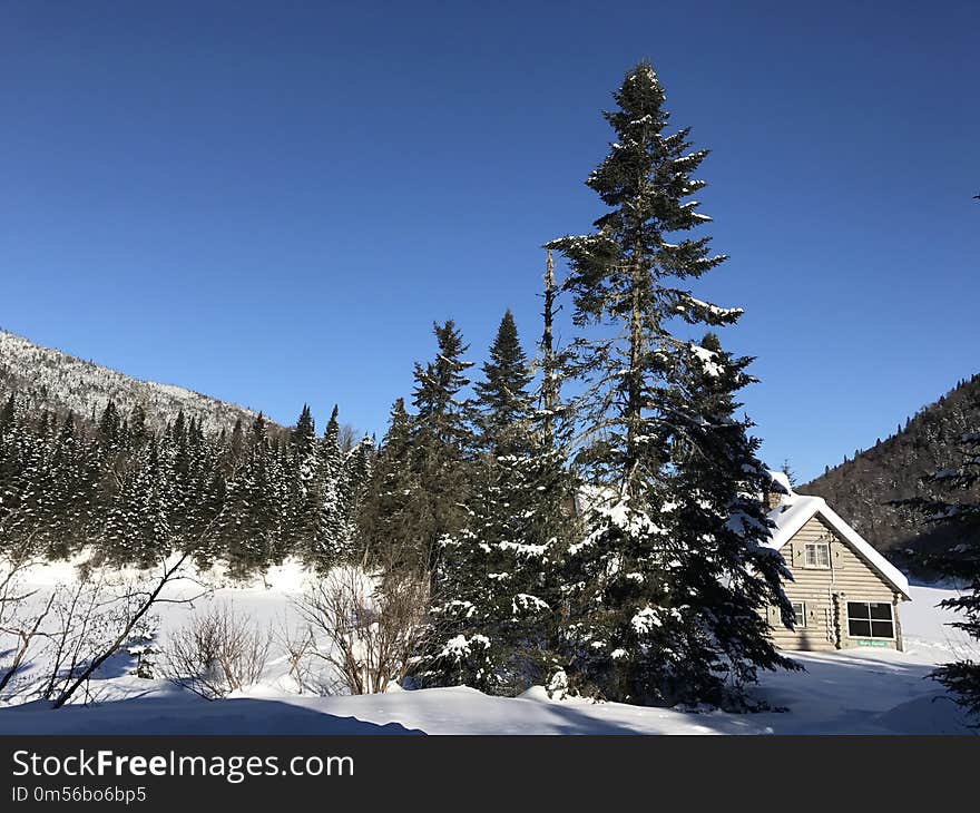 Winter, Snow, Sky, Tree