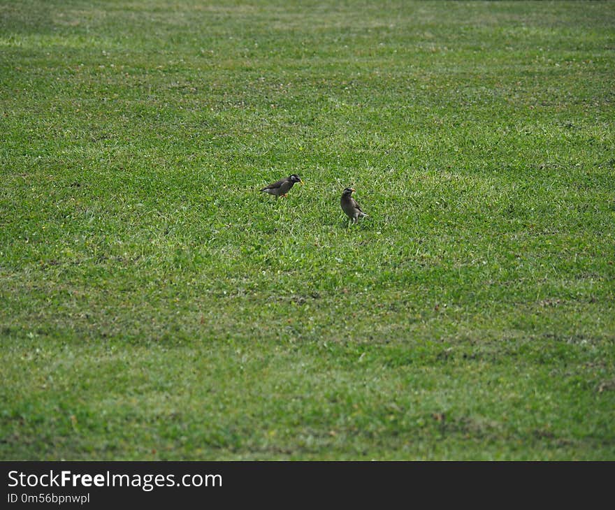 Grassland, Ecosystem, Fauna, Green