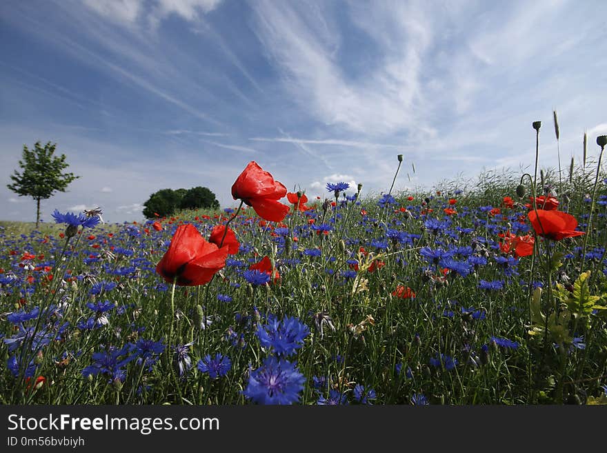 Flower, Ecosystem, Wildflower, Field