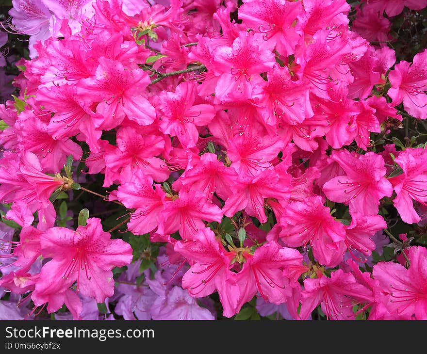 Flower, Plant, Pink, Flowering Plant