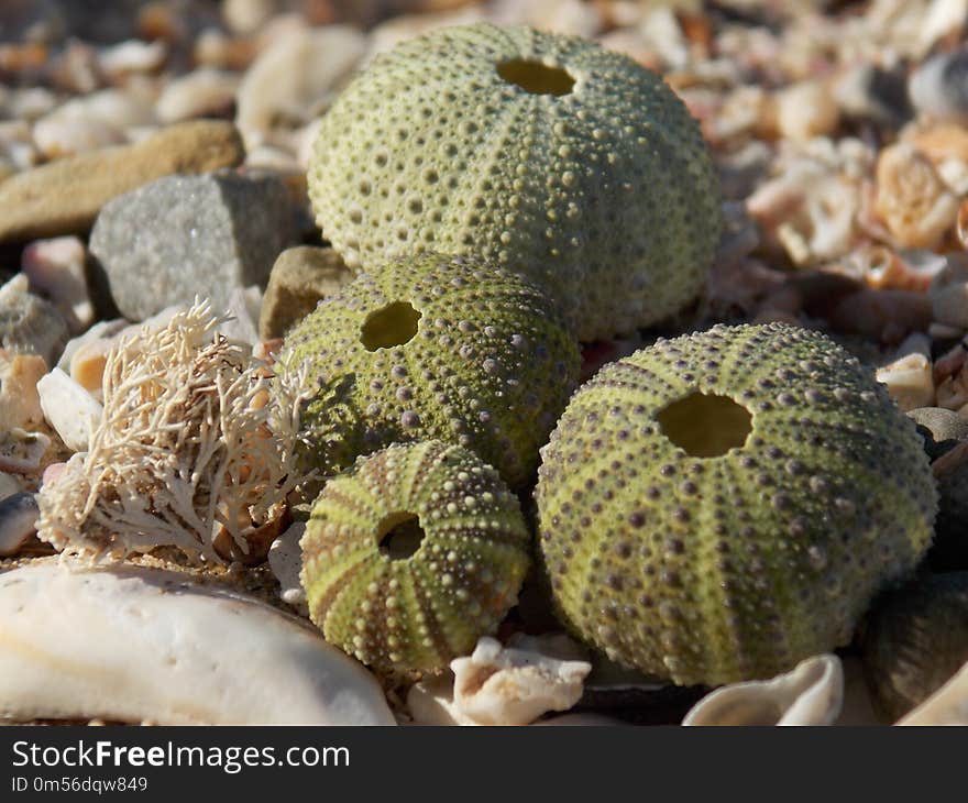 Organism, Cactus, Plant